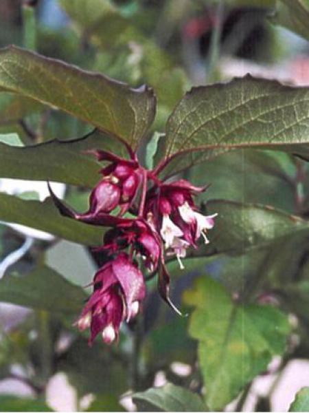 Leycesteria formosa (arbre aux faisants)